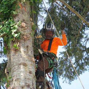 Monkeys Tree Service