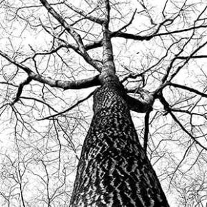 A Touch of Class Tree Service