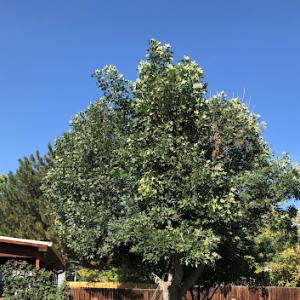 Ohlinger Tree Trimming