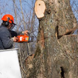 Pegram Tree Service