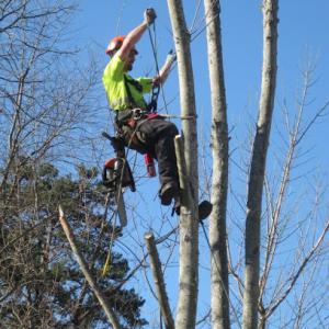 Royce's Tree Service