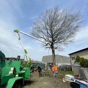 Supreme Tree Solutions