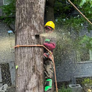 Power Tree Removal
