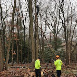 Brooklyn Tree Service