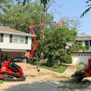 D Arbor Professionals, Tree Service