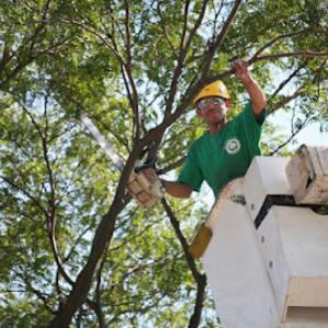 Dragonetti Tree Removal