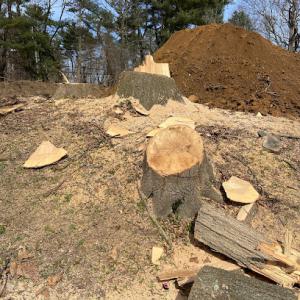 Evergreen Tree & Shrub