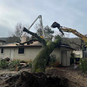 Whit's-Turn Tree Care