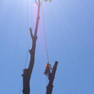 Top Notch Tree Service