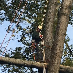 Flores Tree Service
