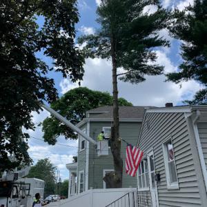 New Way Tree Service