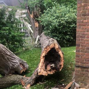 JRE Arborist & Tree Services