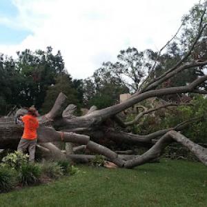 Sharp Cut Tree Service