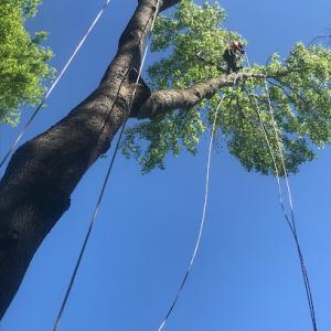 Southern Tree Removal