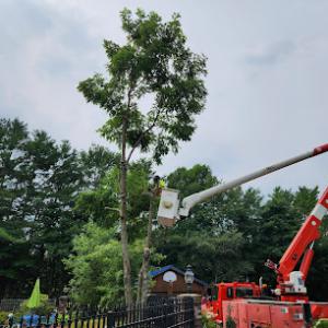 Frayed Knot Tree Services