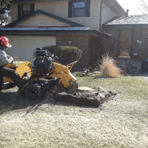 Colorado Stump Removal - Denver
