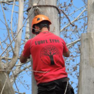 John Egart's Tree Service Littleton