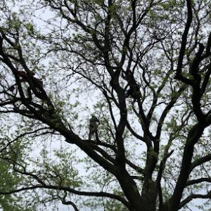 Paulo & Sons Tree Services