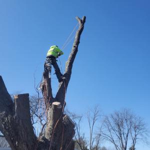 Mendez Tree Services