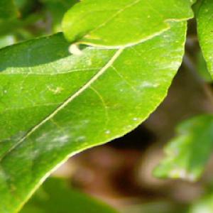 Tommy's Tree Service