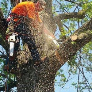 Andy's Tree & Landscape