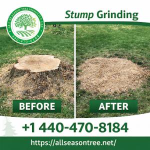 All season tree service