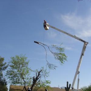 Tree Removal Phoenix