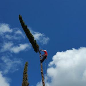 Ohana Tree Services
