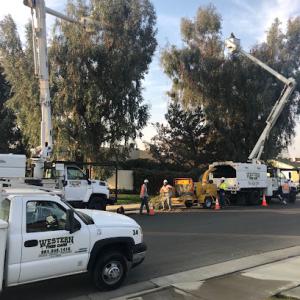 Western Tree Care