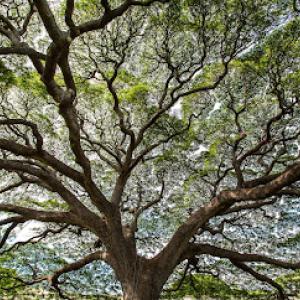 Kendall Landscape Services