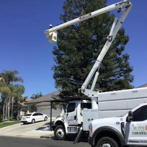 Sierra Tree Svc