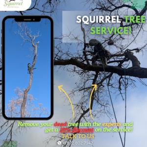 Squirrel Tree Service