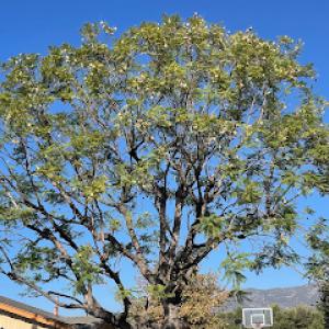 Mejia’s Tree Service