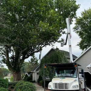 Michael Grimm Landscape & Tree Service