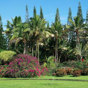 Hawaii Tree Service