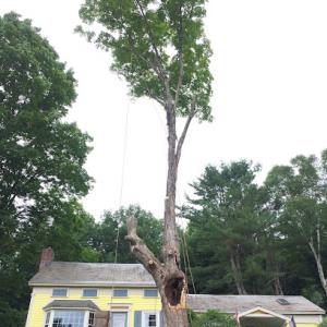 Josh's Tree Service & General Contracting