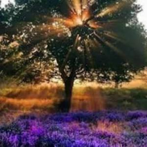 InstaCare Tree Service