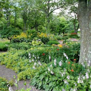 Ladue Tree Service