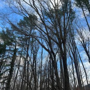 Red Oaks Tree Service