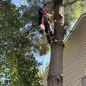 Maple Tree Services