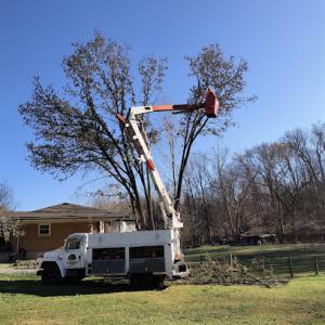 A&P tree Serivce No Matter How Tall We Make’m Fall