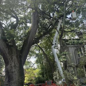 Keiling Tree Care