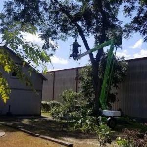 Lost Pines Tree Service