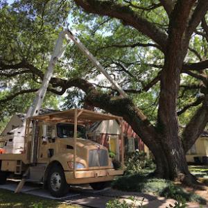 Bayou Tree Service