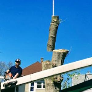 Top Priority Tree Service