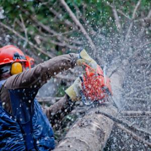 Parma Tree Service