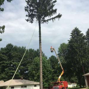 Top Notch Tree Service