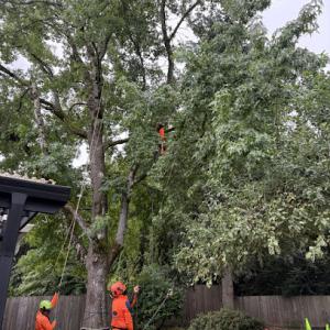 SavATree - Tree Service & Lawn Care