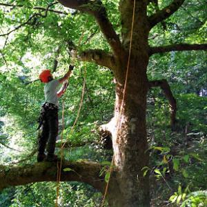 For The Love Of Trees