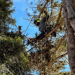 Tranquility Tree Care